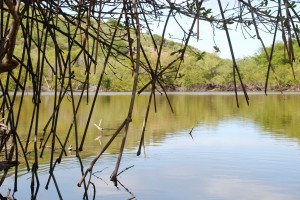 mangroves