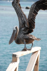 Lots of pelicans down here.  I still think of Nemo when I see them.