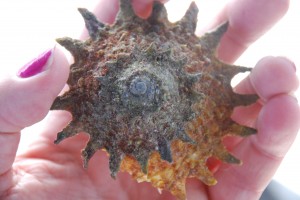 cool shell we found while diving