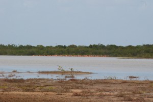 we searched and searched and finally found the famous "Flamingoes of Anegada"