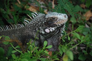 A curious iguana on our hike to Annaberg Plantation