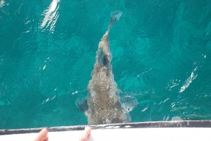 The BIGGEST puffer fish we have ever seen, swimming right under out boat.