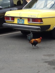 You could ask "why did the chicken cross the road" jokes all day long here.