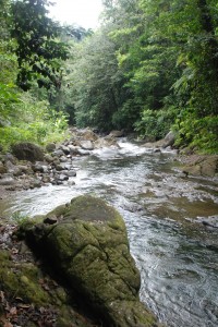 deep in the bush.  this is exactly what Columbus would have seen when he came to this island on a Sunday (thus DOMINica)