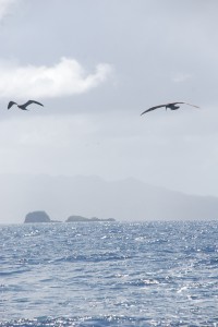 birds chase us, trying to eat our fishing lures!