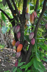 Colorful cacao pods growing in the trees.