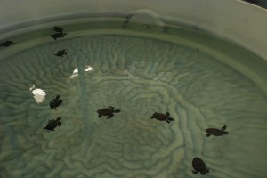 Killer Turtles