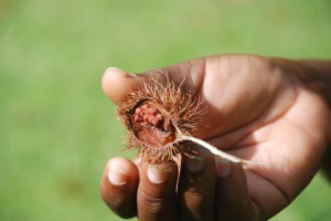 We learn about the prickly "Lipstick Plant" whose red center gives lipstick its bright color.