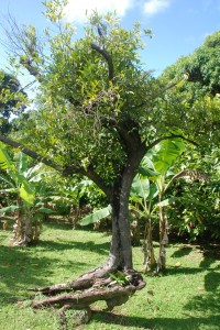 Grenada is known for its nutmeg.  Here is the nutmeg tree.