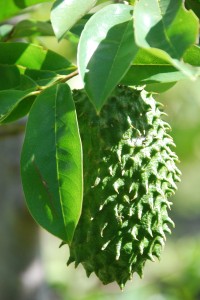 The Sour Sop, looking a bit intimidating...