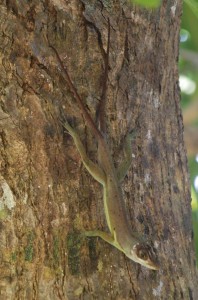 The split tailed lizard.  We asked how rare it was to see two tails and our guide said she had never seen it before!