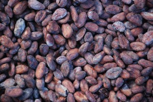 Cacao Beans Drying In the Sun