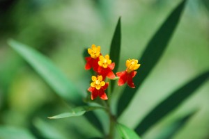 St. Maarten flowers