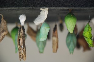 Butterflies waiting to be born.