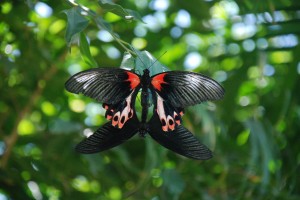 Butterflies Fooling Around.