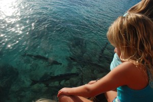 feeding the tarpon at Saba Rock.