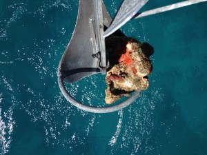 Hey coral!  You scratched my anchor!  No wonder it was so hard to pull up.