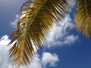 Oh, what's that I see?  Is it my favorite palm tree on Norman Island?  Waving gently over my head as I read my book?  Top 3 place to read a book in the Caribbean.  Right here.