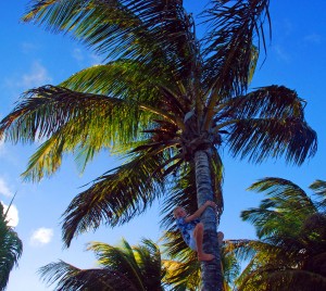 Bryson climbs the trees for coconuts at Saba Rock while we sit at the bar for happy hour.  Not your usual "resort" behavior. So proud!