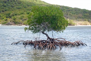 A pretty banyan tree in the harbor.