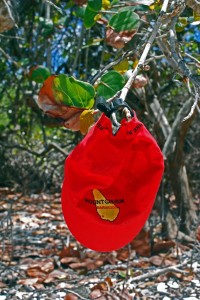 Hanging our hats on the trees so they don't get sandy while we swim...