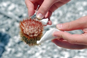 Sea Urchin on Jost Van Dyke